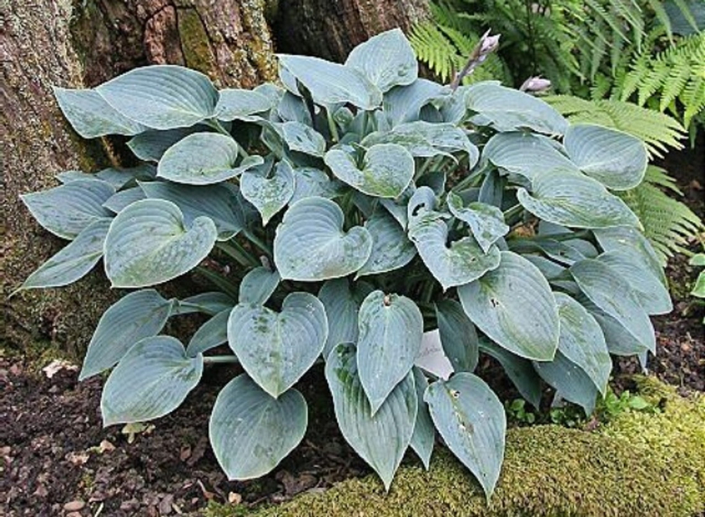 Бакшоу Блю (BUCKSHAW BLUE) хоста