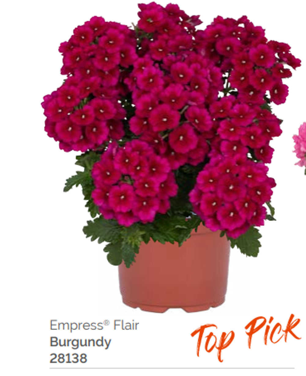 Вербена Empress Flair Burgundy укорененный черенок ОКС февраль 26 Dummen Orange