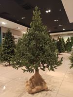 Искусственная ель на ножке «Датская» (хвоя Литая) 240 см / 2.4 м