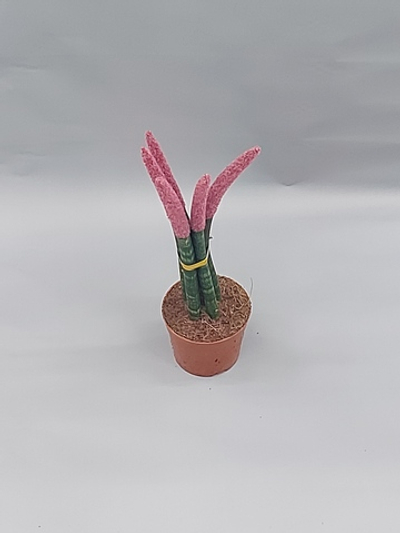 Сансевиерия цилиндрическая вельвет микс 10/30