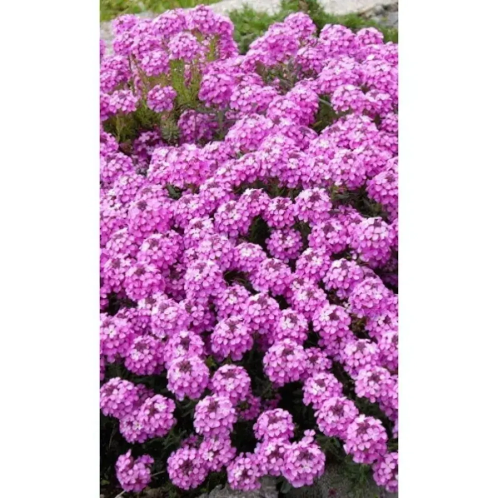 Семена Иберис зонтичный Розовый (УД) Е/П