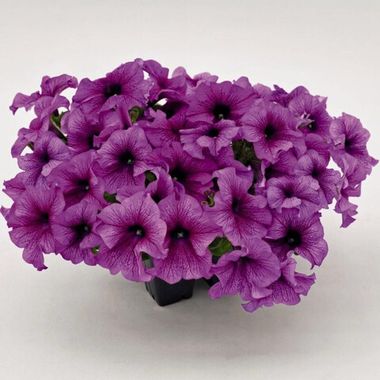 S60237 Петуния кустовая Grandiflora Succes!360* Purple Vein 10шт.