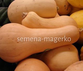 Тыква мускатная Жемчужина 50 (грамм)