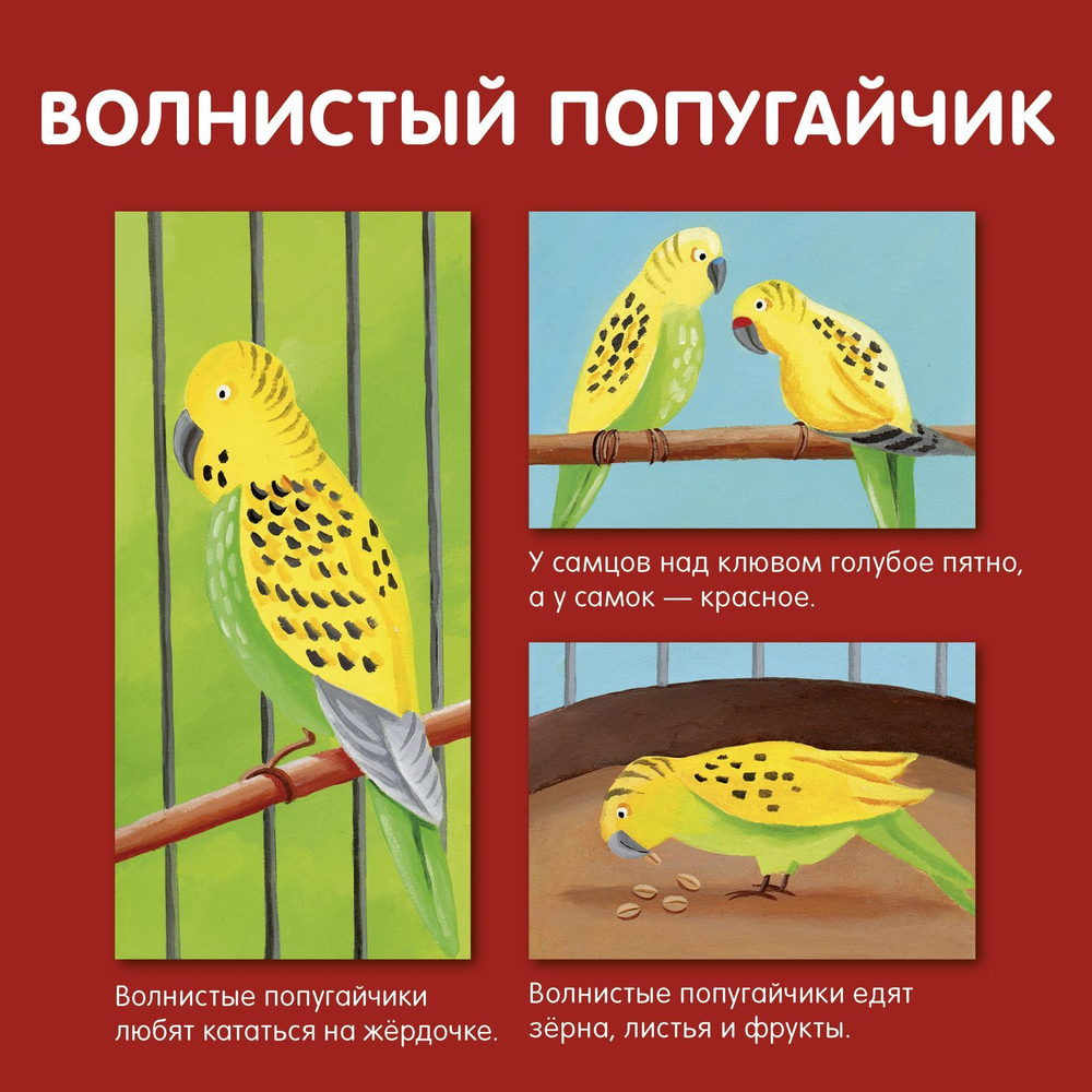 Мои домашние животные