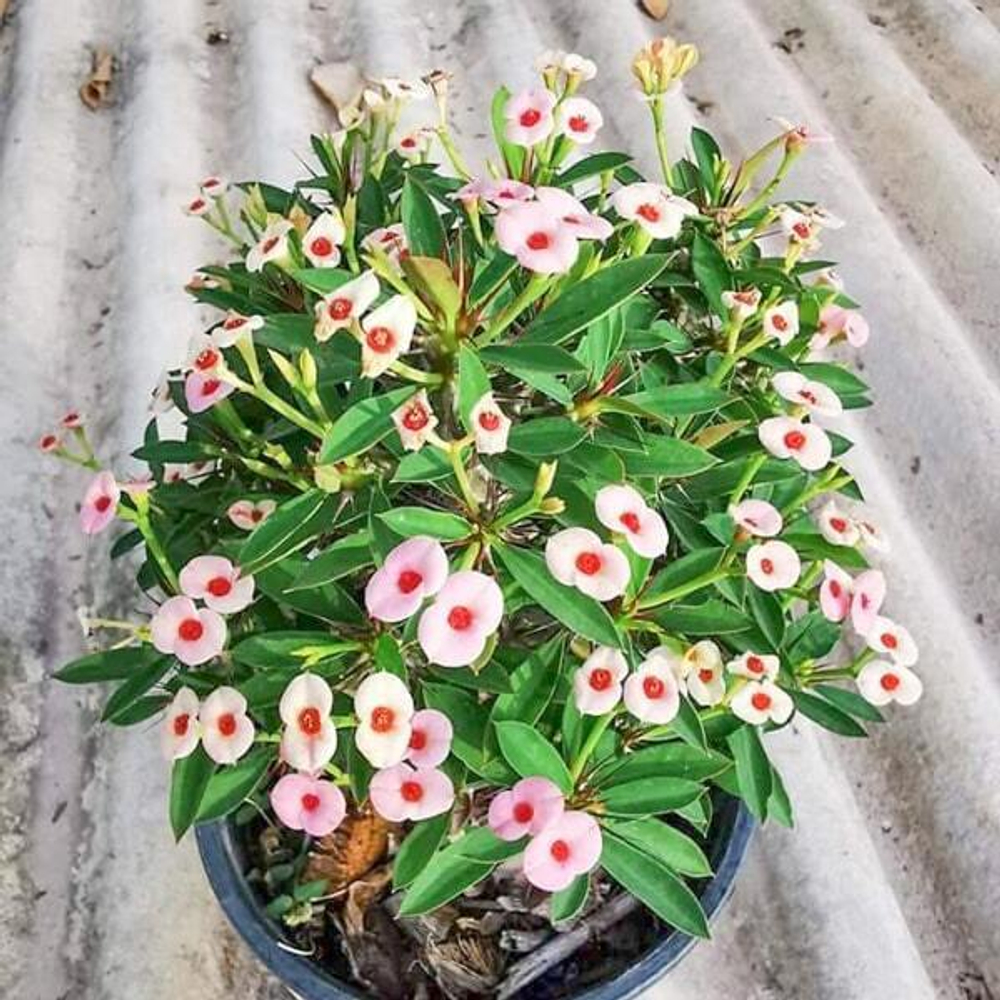 Эуфорбия Миля карликовая DAO KRAJAI