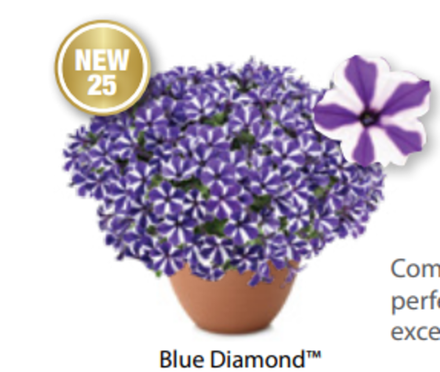Новинка 2025 ЕВРО Петуния Blue Diamond ОКС укорененные черенки В наличии