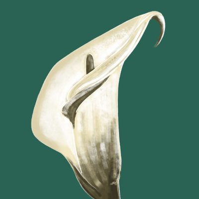 Узор с каллами