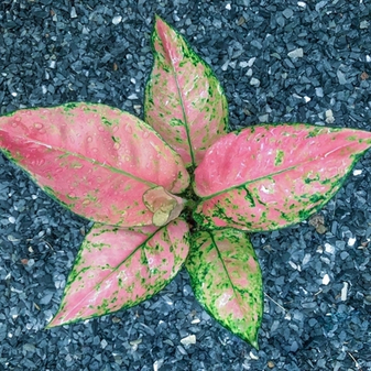 Подборка аглаонем в категории 1000 руб.