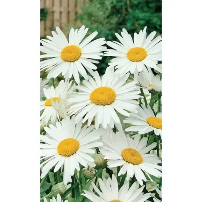 Семена Нивяник наибольший Снежная королева 0,15гр (УД) Е/П