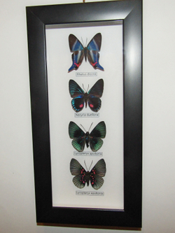 Бабочки Риодиниды в рамке