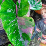 Колоказия UENGJUMON