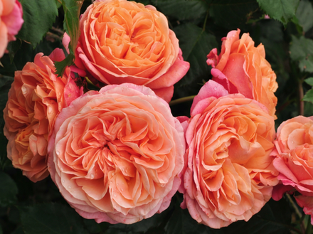 Роза «Мери Эн» (Mary Ann) флорибунда