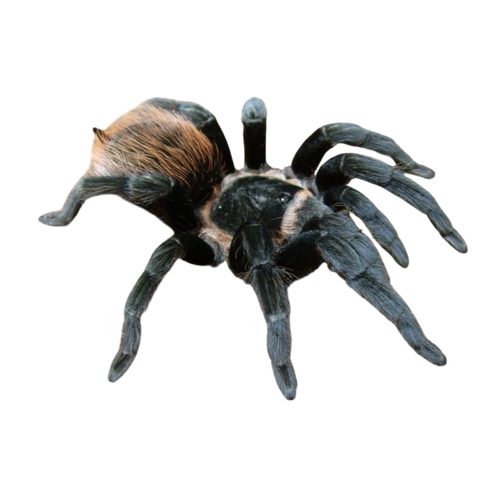 Паук-птицеед Brachypelma vagans (Мексиканский красноволосковый птицеед)