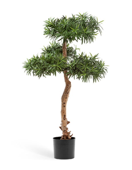 Подокарпус Элит 97 см