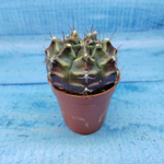 Gymnocalycium Friedrichii (Гимнокалициум)