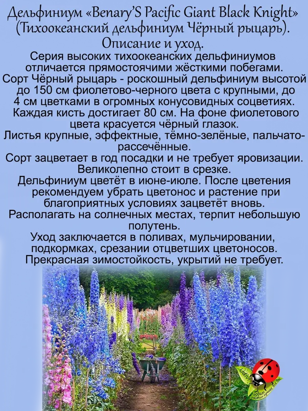 Дельфиниум Черный рыцарь Black Knight