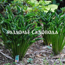 Хоста Прайинг Хэндс (горшок 3л)