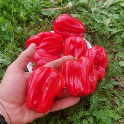 Креольская Чилтома Сладкий Перец для Сальсы