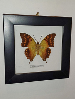 Бабочка Charaxes candiope в рамке