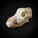 Череп собаки