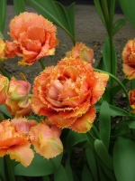 Тюльпан Махрово-бахромчатый Брисбен