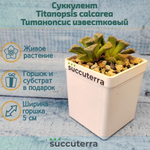 Titanopsis Calcarea (Титанопсис)