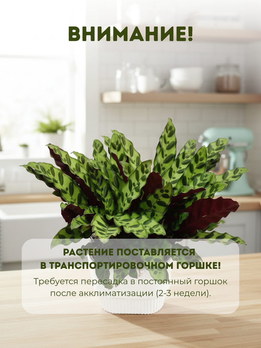 Калатея Leopard Pattern д.21