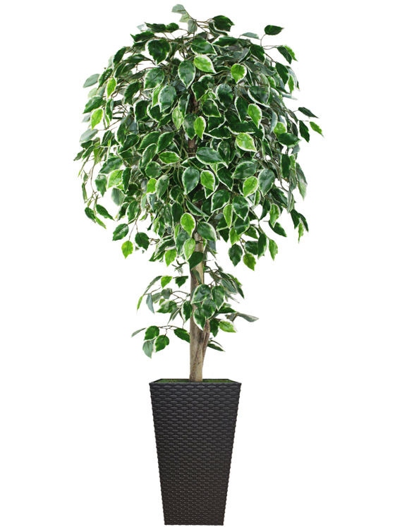 Искусственное дерево Фикус пестрый 180см в высоком коричневом кашпо ротанг