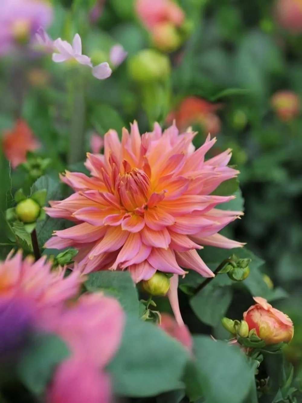 Георгин декоративный Омега