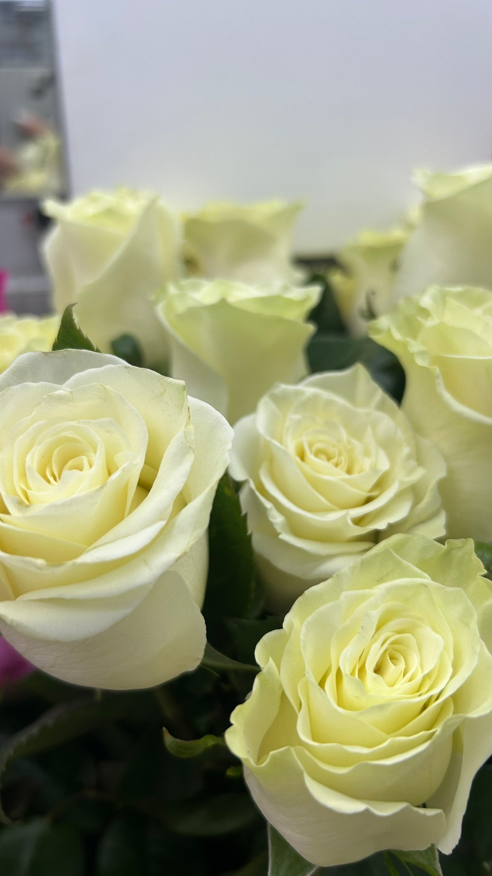 13 роз Мондиаль