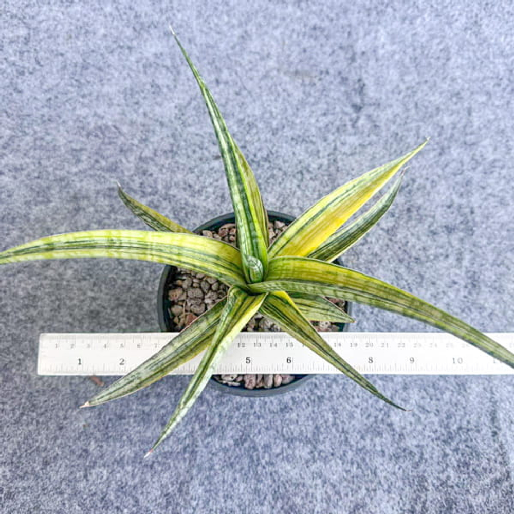 Сансевиерия PHENOMENAL YELLOW VAR