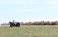 Квадроцикл BALTMOTORS Striker 700 EFI (ПСМ)