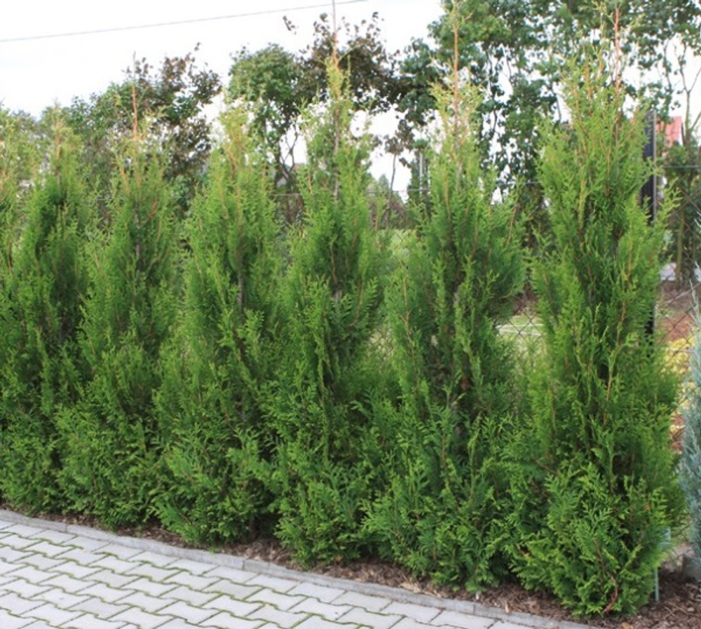 Туя западная Ауреоспиката (Thuja occidentalis Aureospicata) р9 август 2026 г