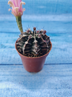 Gymnocalycium Friedrichii (Гимнокалициум)