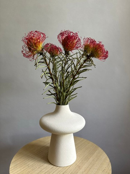 Леукоспермум красный