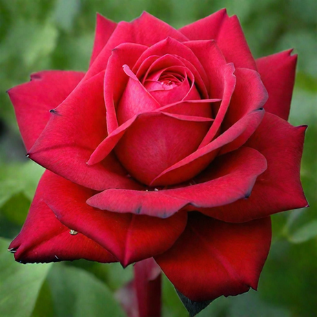 Бургунд 81 (Burgund 81)