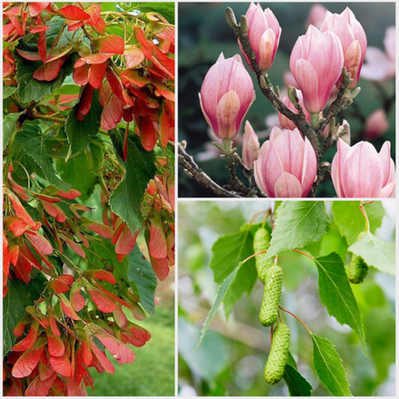 Лиственные деревья