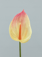 Антуриум Биг