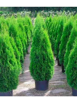 Туя западная , семена, 15 шт