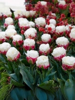 Тюльпан Пионовидный Айс Крим