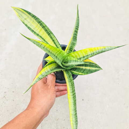 Сансевиерия SPIDER VAR