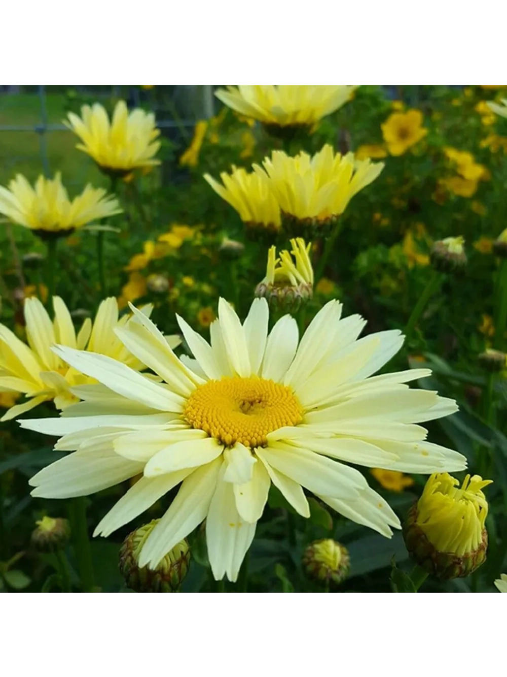 Нивяник Бродвей Лайтс С2 Закупка М39 июнь 2026