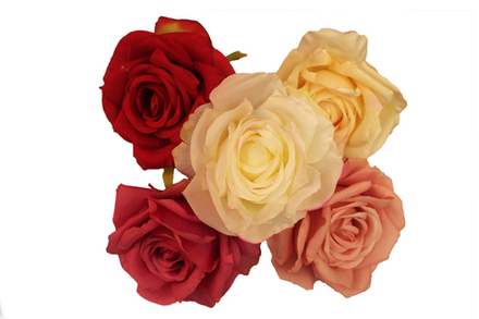 Роза флористическая