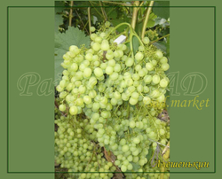 Виноград Алешенькин