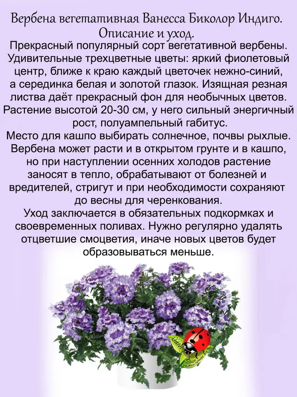 Вербена Ванесса Индиго полуампельная