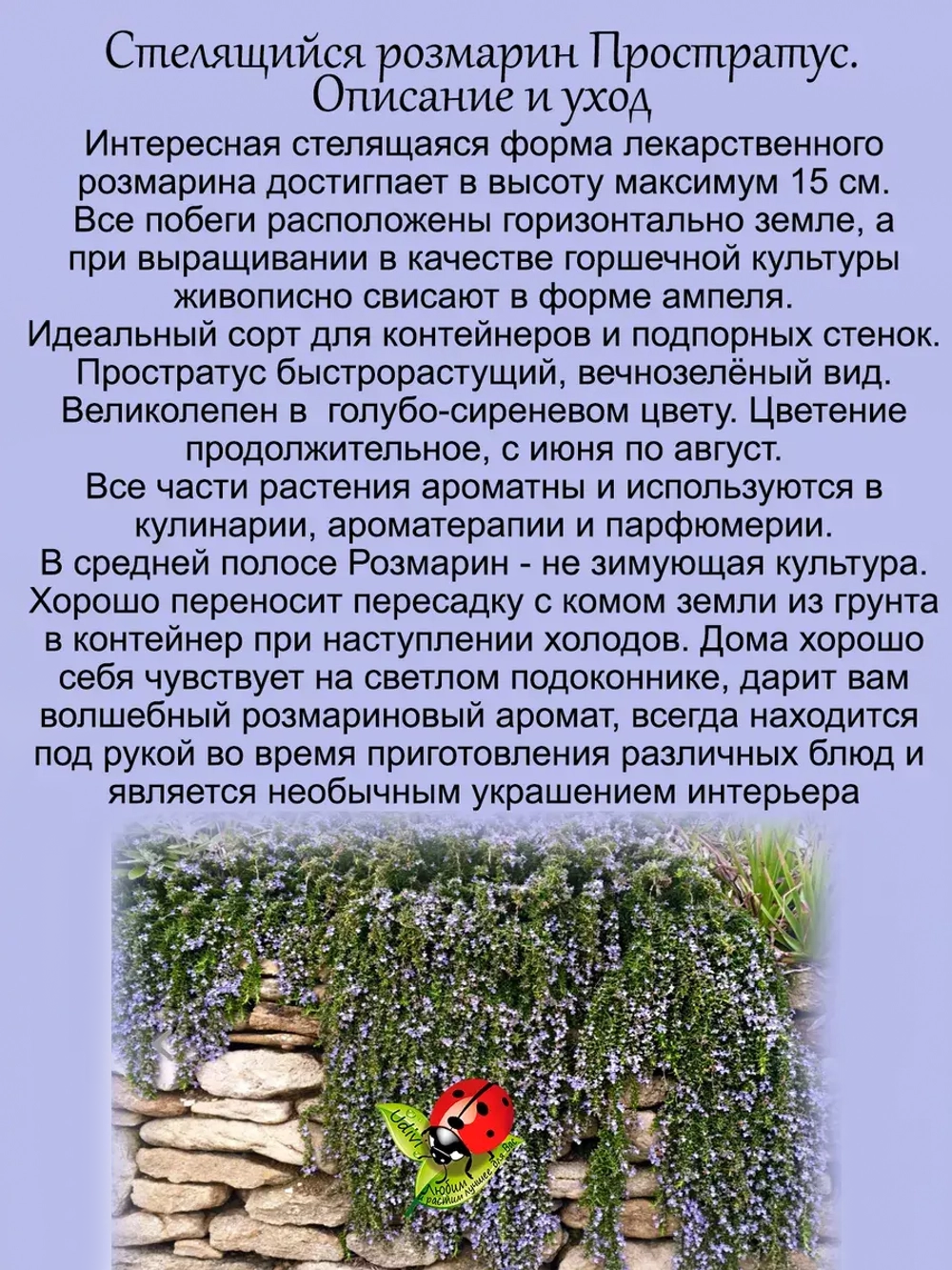 Розмарин Простратус ампельный