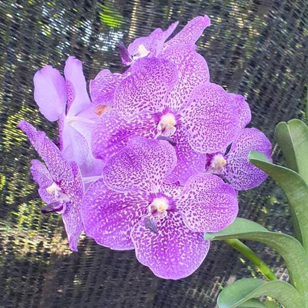 Ванда V SAOWAPA DIAMOND