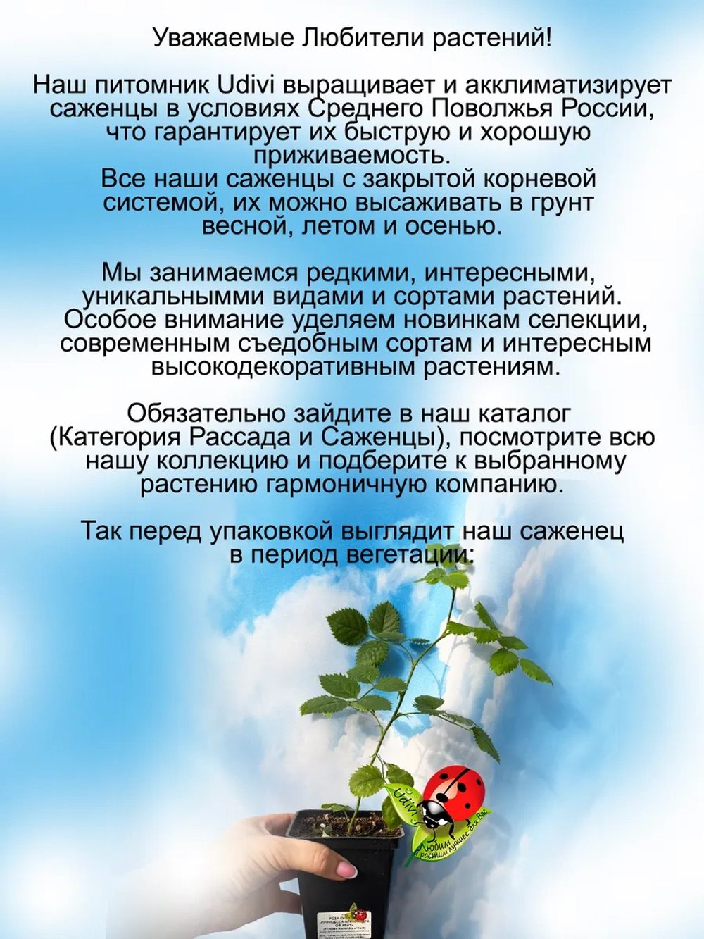 Роза Александра оф Кент английская кустовая