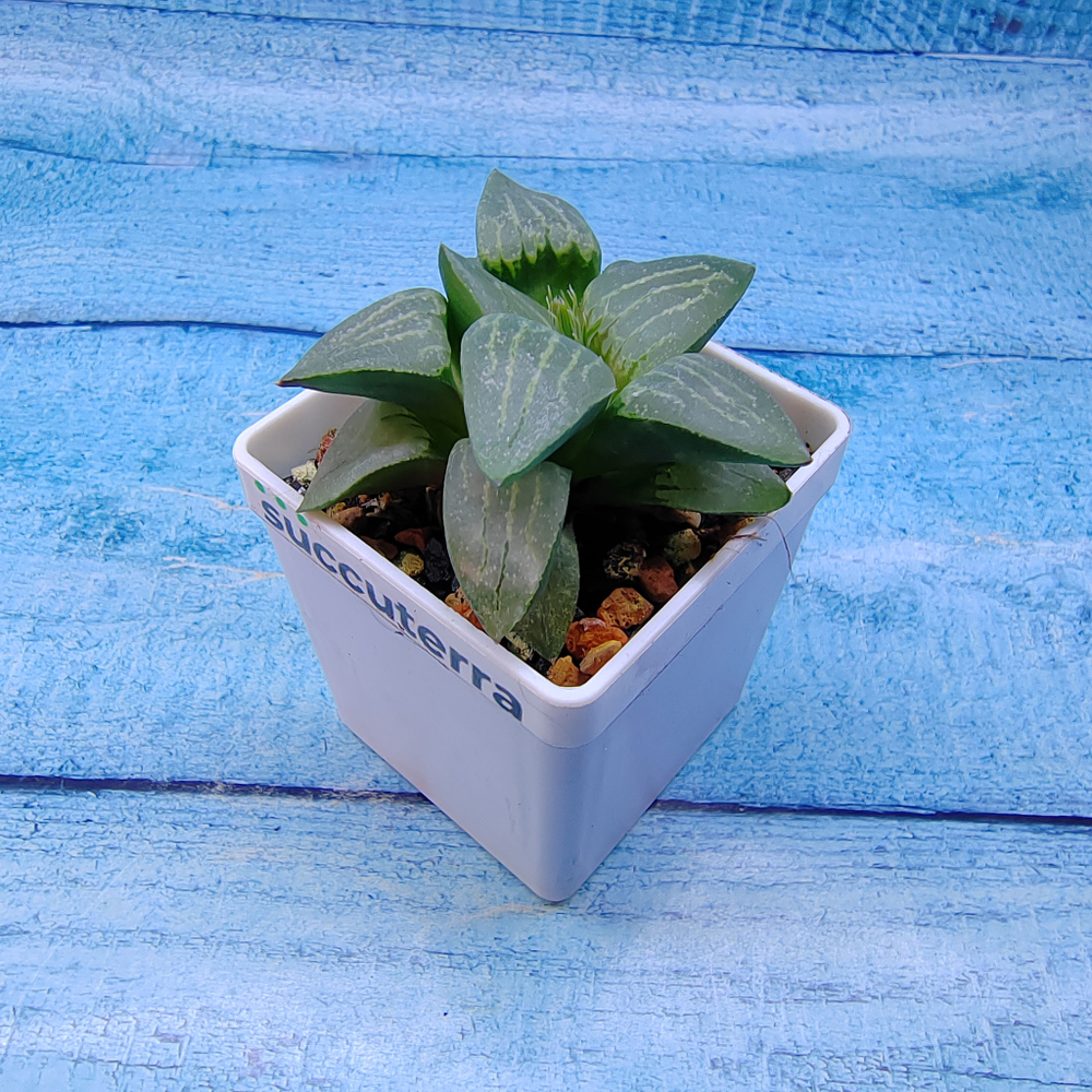 Haworthia Comptoniana Hybride hybrid (Хавортия)