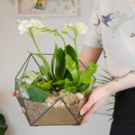 Готовый флорариум с белой орхидеей Икос L